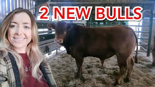 WE BOUGHT 2 NEW BULLS IN RURAL FRANCE