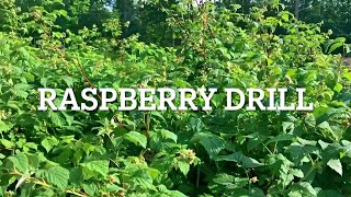 The Raspberry Patch- Pointers and Tips for a Large Yield