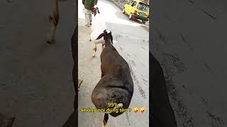 Eo ơi dị đó mà chả ai biết #pet  #trending #pets #vuinhon #funny #funnyvideos #funnyshorts #omg