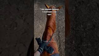 Аа, идей нет( помогите..🔥 #horse #рекомендации #лошади #fyr #equestrian #кони #viral