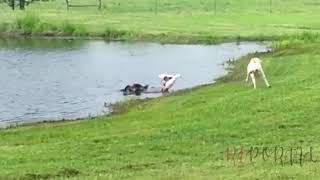 FUNNY DOGS COMPILATION