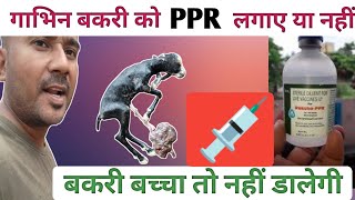 गाभिन बकरी को PPR की वैक्सीन लगाए या नहीं |Vimalumrao