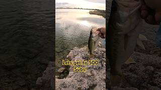 let's go!!!! crazy action! 🐟 #largemouthbass #freshwater #fishing #subscribe #outdoors #florida