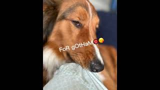 FOR GOTHAMMMMM #puppy