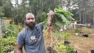 We Grew Burdock Root This Year! Come and Harvest With Us