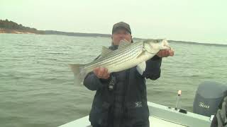 Lake Texoma Striper Fishing Guides-The Tug is the Drug