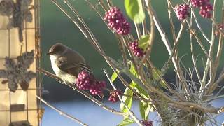 Eastern Phoebe on Beautyberry