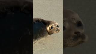 Seal's Amazing Reaction Upon Noticing Camera #shorts