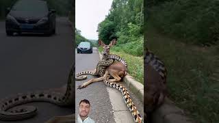 #animals #deer #shorts #shortvideo #automobile #wildlife #nature #youtubeshorts #foryou#marvel#funny