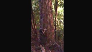 Familia de Raccoon, mapaches bajando de un árbol