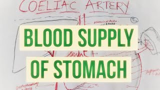 Coeliac trunk - Arterial supply and anastomosis around stomach