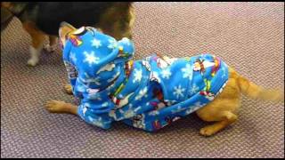 Hooded Dog Onesie by Find Me a Gift.avi