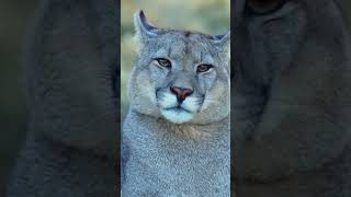 Cougar Facts You Need to Know Part 2  #animals #creaturesfacts #funfacts