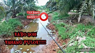 Bahang pulok!!!!! | Gasak haruan dalam ladang sawit geng|