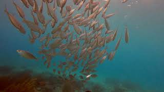 Bonaire 2021, Dives 6 & 7 - Salt Pier