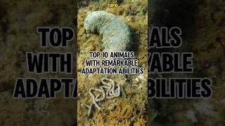 Top 10 Animals with Remarkable Adaptation Abilities