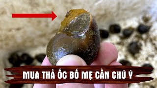 Đặc biệt lưu ý khi thả ốc bố mẹ, ốc giống