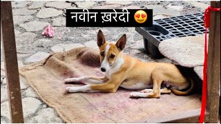 Vlog 428 | Navin Kharedi 😍 | Dog Lover | Family Vlog | Daily Vlog | Nayan Katekar |