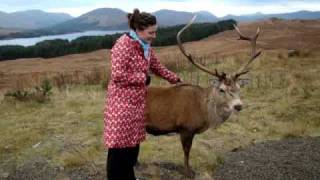 Staglife in Glencoe Scotland