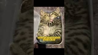 kucing lucu #funnyvideo #cat #shorts #animals #animalshorts #kucing #kucinglucu #cats #cat #fyp