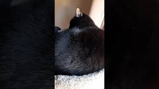 Cat Reveal! - 200 Subscriber Special