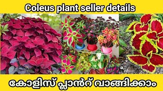 Coleus plant seller details || How to make coleus plant bushy || How to care and propogate Coleus🌿