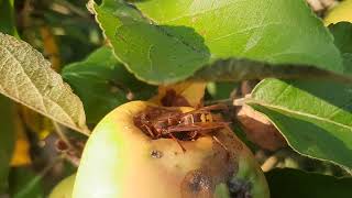 De Europese hoornaar in de Notarisappelboom, zeker vijf hoornaars zijn nu aan het eten in de tuin