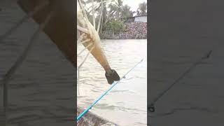 tôm càng xanh siêu khủng #fishing #mientay