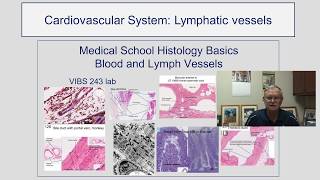 Cardiovascular System- Lymphatic Vessels