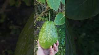 First Time saw Chayote Vegetable in Canada | Inside View of Chayote | #Shorts