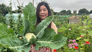 Cauliflower I Harvesting | Allotment | Organic | Mamata's Essence