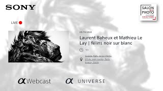 Laurent Baheux et Mathieu Le Lay : Félins noir sur blanc