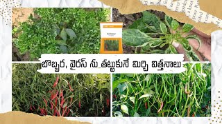 Virus Special - Top 7 best Virus resistant Mirchi seeds || TFS Sagubadi #suryabhaskar