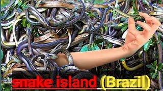 "Venomous Wonders: Unveiling the Secrets of Snake Island, Brazil"