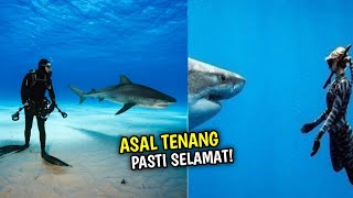 Tak Terduga! Inilah Fakta Menarik Hiu Yang Ternyata Berteman Dengan Manusia