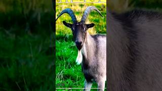 Goat | Wild Animals #shorts #wildlife #animals