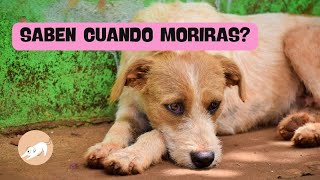 ¿PUEDEN los Perros PREDECIR la Muerte? Aullidos y el Misterio del Olfato Canino 🐾