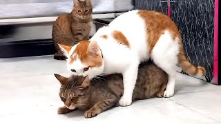 Successful mating of cats