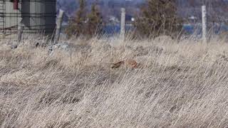 Red Fox - Amherst Island, 03/13/21