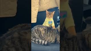 #cat #kucingkucinglucu #catlover #lovecats #cat #animals #funnyshorts #shortvideo #kucinglucu #cats