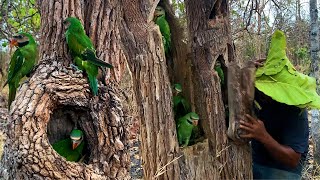 WOW, So Many Beautiful Parrots in the tree hole