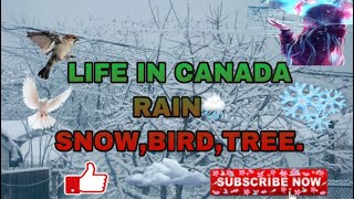 #LIFE IN #CANADA|| #Razna's #Vlogs|| #change of #weather