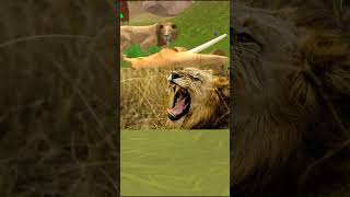 Curiosidades sobre los Leones #curiosidades #animales #leon #leones #datoscuriosos