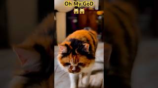 Viral Cat | Respect Video | #respectshorts #respect #shorts