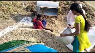 வேர்க்கடலை பறிக்கும் எங்க பிள்ளைங்க / verkadalai parikkum pillainga / South Indian village views