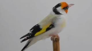 AGAT SAKA MUTASYON  chardonneret  jiguero goldfinch