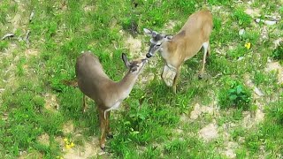 Deer Antler Growth - DJI Mavic 3T Thermal