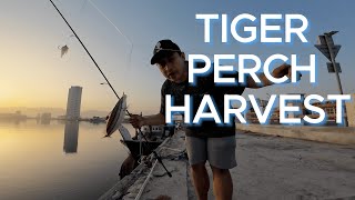 Tiger perch harvest in port