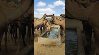 Camels thirsty #shortsviral