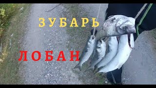 Подводная охота в абхазии! Лобан и Зубарь!